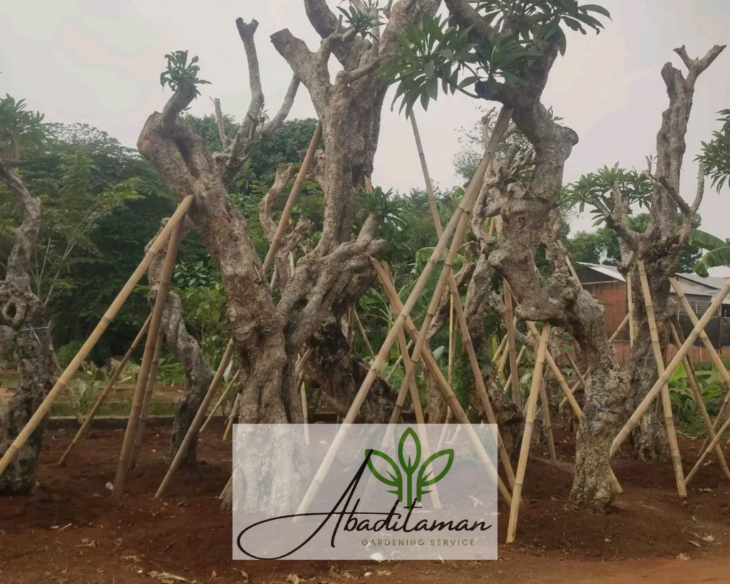 Tukang Tanaman Peneduh - Jual Pohon Pelindug